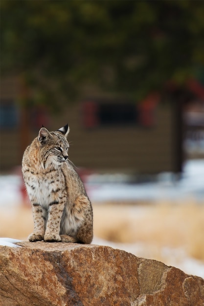 Colorado bobcat | Premium Photo