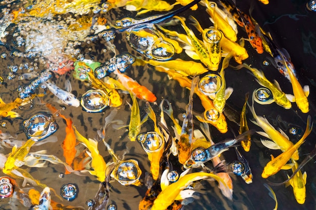 装飾的な池で着色された熱帯魚 水色の壁にオレンジ色の装飾的な魚 観賞魚の群れ プレミアム写真