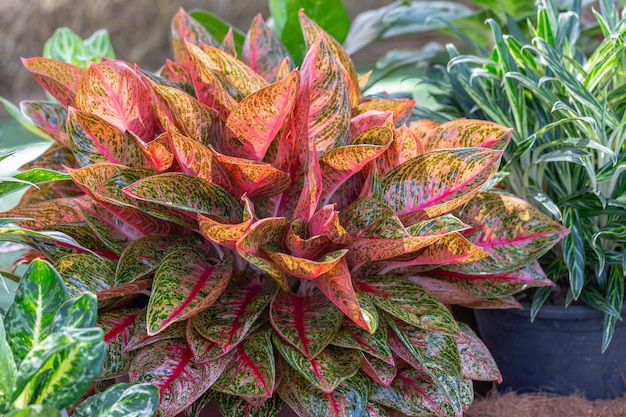 Colorful of aglaonema  plants in the garden variegated  