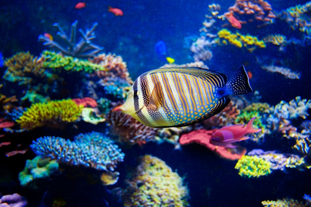 カラフルな水族館の魚をクローズアップ プレミアム写真
