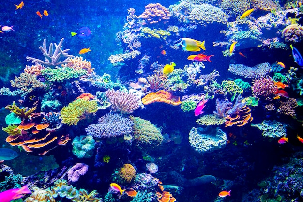 Premium Photo | Colorful aquarium