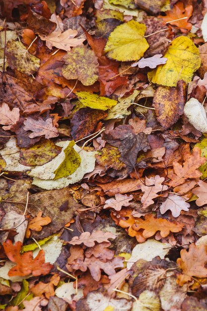 Colorful autumn leaves laying on ground. | Premium Photo