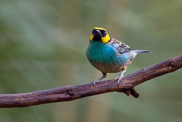 木の枝に立っているカラフルな鳥 プレミアム写真