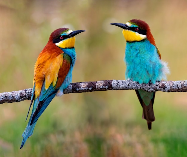 Premium Photo | Colorful birds on a branch