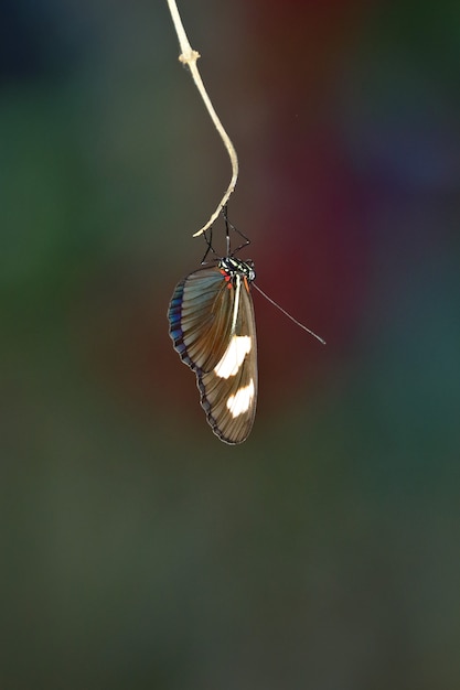 Premium Photo Colorful Butterfly On Branch Heliconius Melpomene