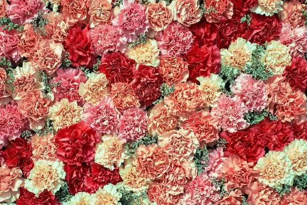 Premium Photo | Colorful carnation flowers background.