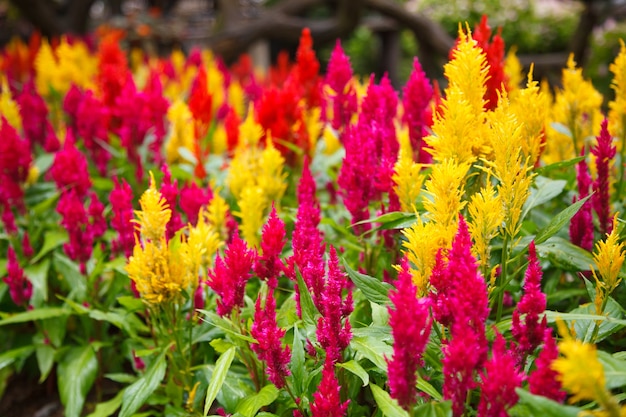 Premium Photo | Colorful celosia plumosa flowers, plumed cockscomb or ...