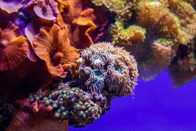 Premium Photo | Colorful coral reef with sea anemones, underwater life