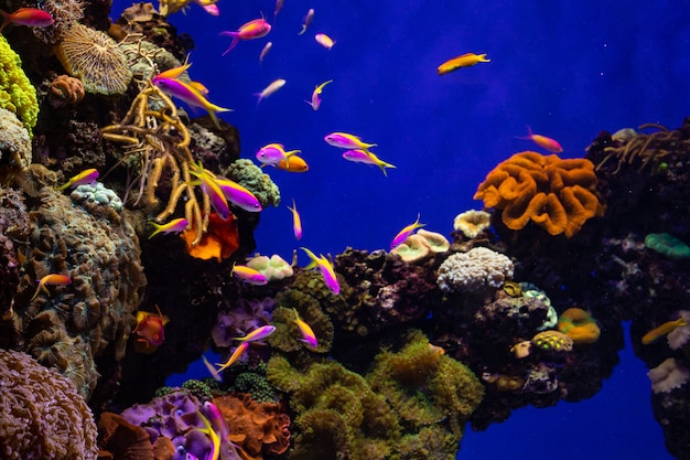 Premium Photo | Colorful coral reef with tropical fishes