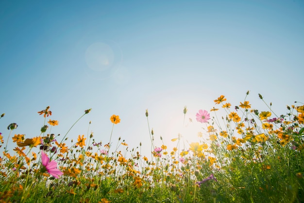 Premium Photo Colorful Cosmos Flowers Field With Blue Sky And Sunlight Fresh Natural Background