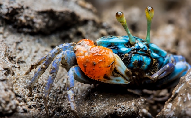 Premium Photo  Colorful crabs