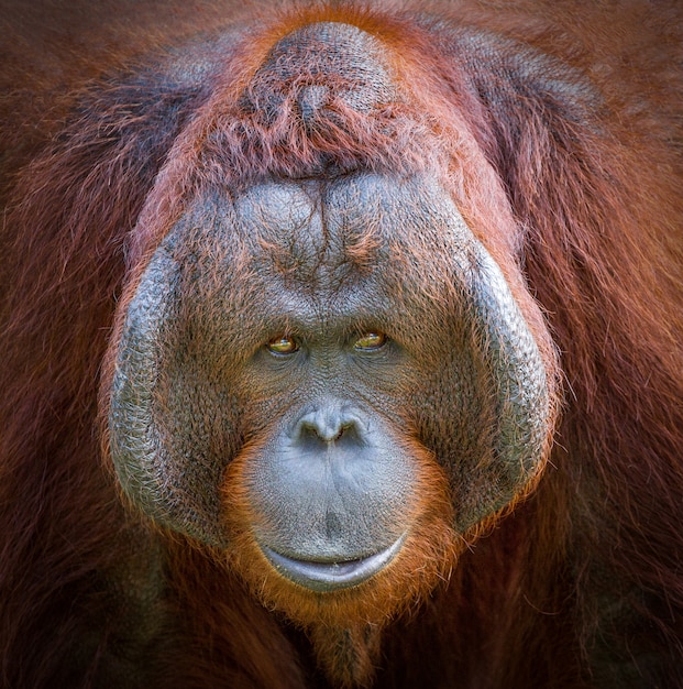 Premium Photo | Colorful detail on the face of a beautiful orangutan.