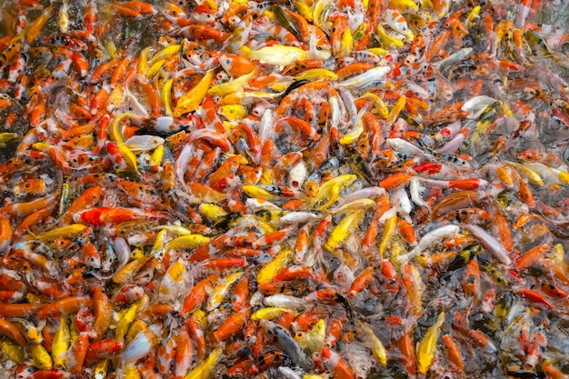 カラフルな鯉の魚 一緒に食べ物のために競合する鯉の鯉 プレミアム写真