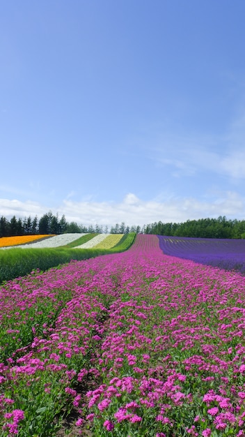 日本のカラフルな花畑 自然の背景 プレミアム写真