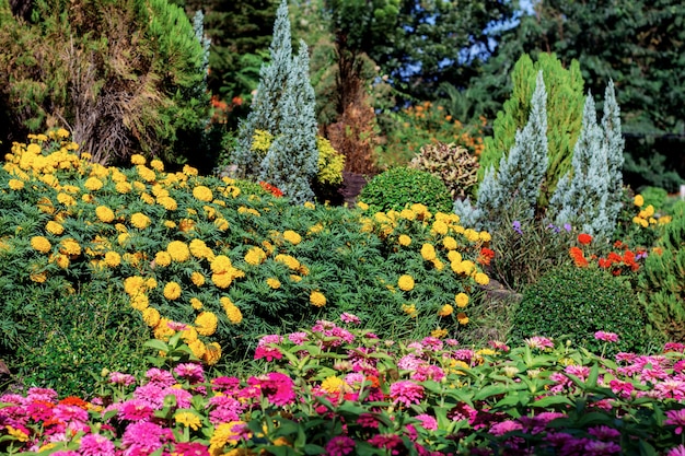 Colorful flower in garden. Premium Photo