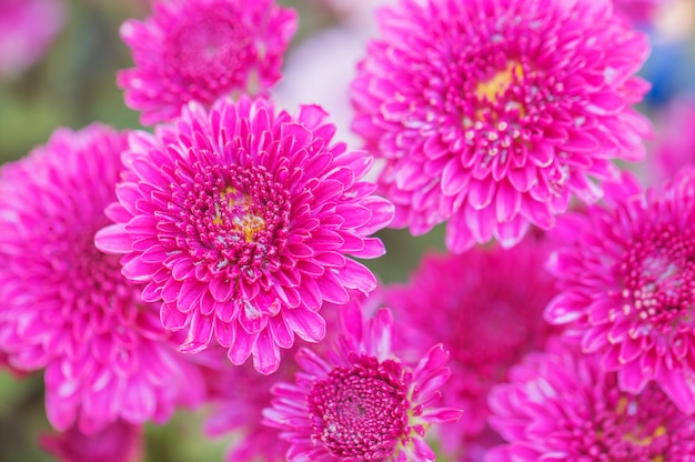 Premium Photo | Colorful flowers chrysanthemum for background