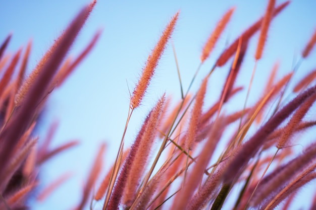 Premium Photo | Colorful flowers grass made with gradient for background