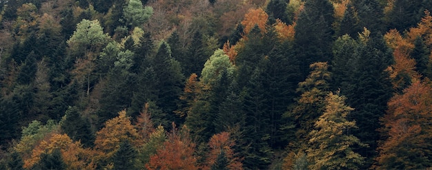 Premium Photo | Colorful forest in autumn in the irati jungle