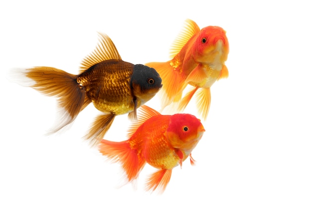 Oranda Goldfish Images Free Vectors Stock Photos Psd