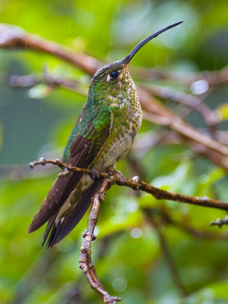 Premium Photo | Colorful hummingbird on a branch