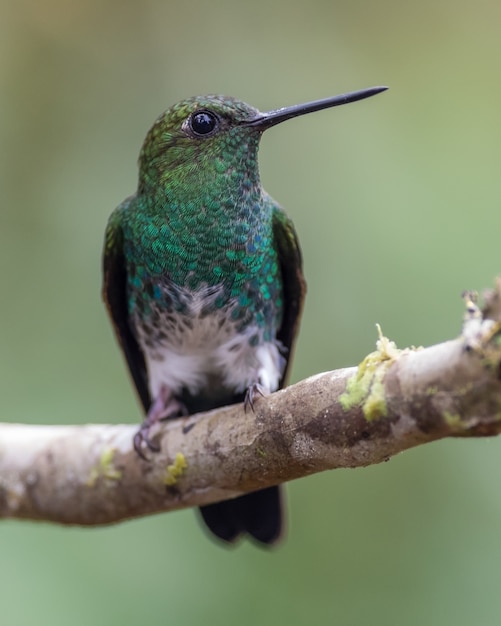 Premium Photo | Colorful hummingbird on a branch