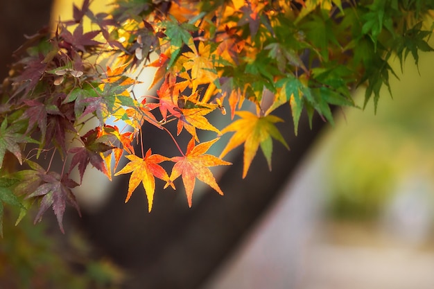 Premium Photo Colorful Japanese Maple Acer Palmatum Leaves During Momiji Season