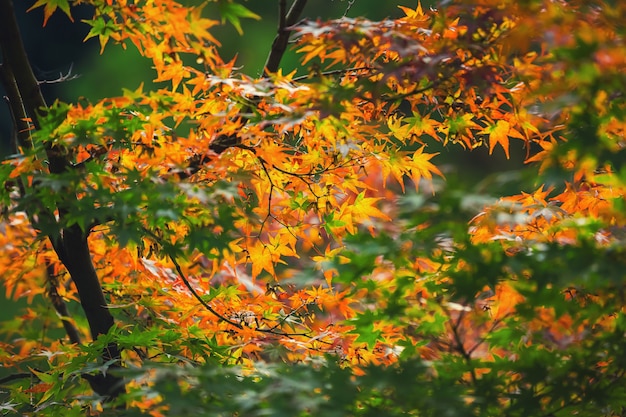 Premium Photo Colorful Japanese Maple Acer Palmatum Leaves During Momiji Season