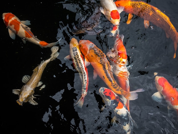 Premium Photo | Colorful koi fish in the fish pond, crayfish