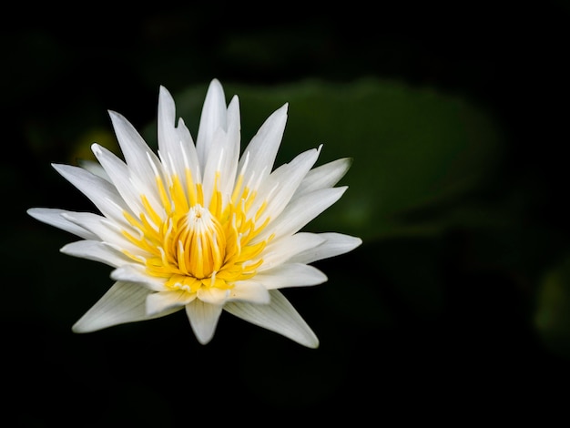 Premium Photo | The colorful lotus flower