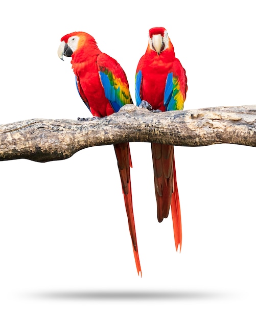 Premium Photo | Colorful parrots bird isolated on white background. red ...