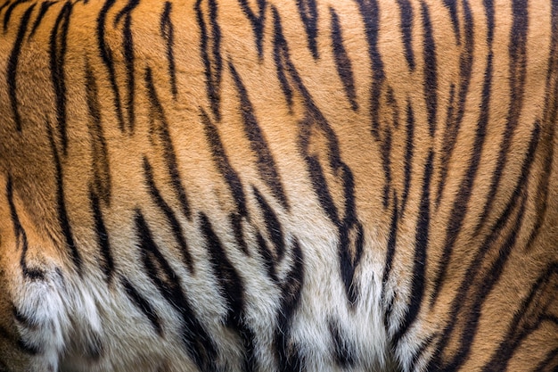Premium Photo | Colorful patterns and textures of the tiger.