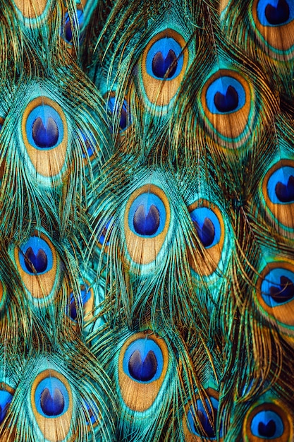 Download Premium Photo | Colorful peacock feathers