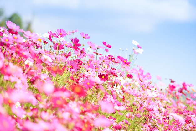 新鮮な明るい青空の背景 自然の中で美しいコスモスの花の庭でカラフルなピンクの花コスモス プレミアム写真