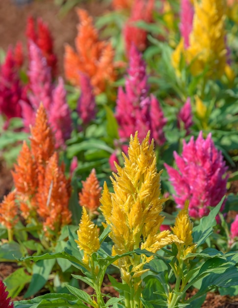 Premium Photo | Colorful plumed cockscomb flower