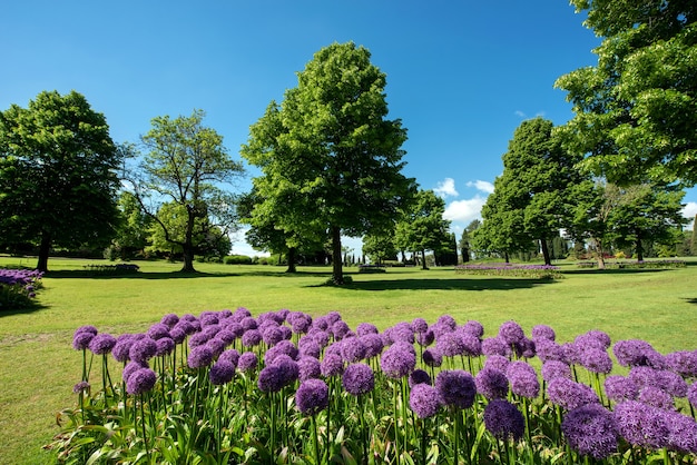 風光明媚な風景の中の緑の芝生とヒノキの木がある公園や庭の花壇で育つカラフルな紫色のネギまたはポンポンの花 プレミアム写真