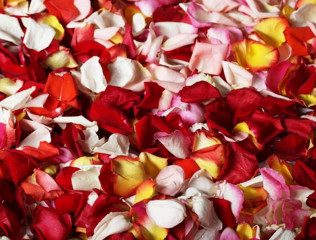 Premium Photo | Colorful rose petals background