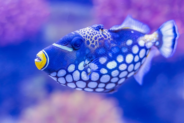 水族館のカラフルな海の魚 プレミアム写真