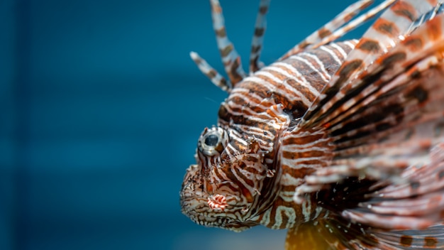 カラフルな奇妙な魚 プレミアム写真