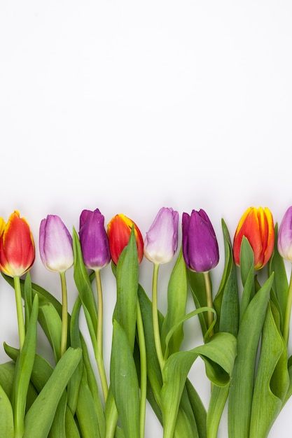 Free Photo | Colorful tulip arranged in row on white backdrop