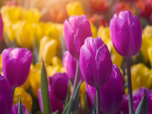 Premium Photo | Colorful tulip in the garden with sun flare