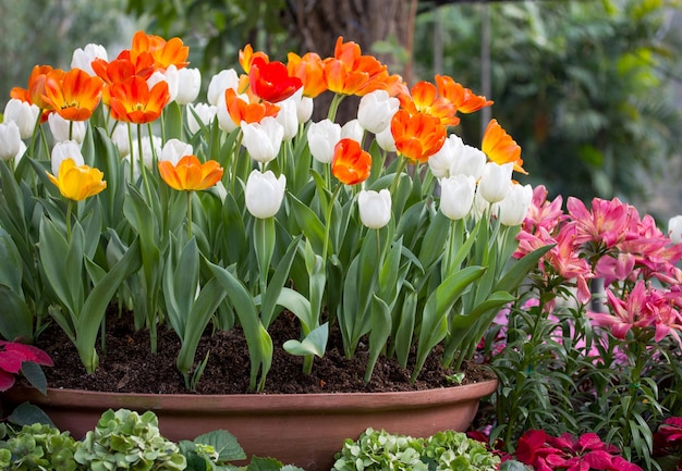Free Photo | Colorful tulips in a flower pot
