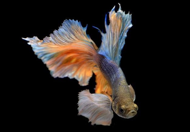 Premium Photo | Colorful waver of betta saimese fighting fish