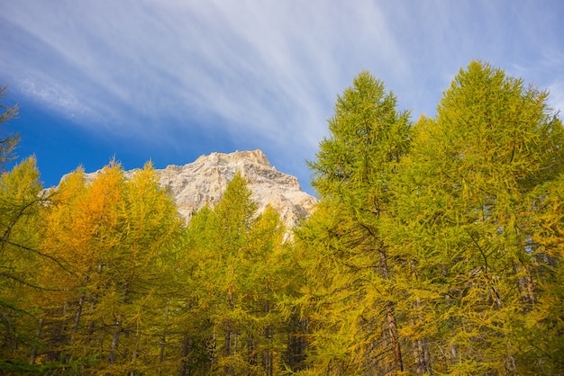 Premium Photo | The colors of autumn in the alps