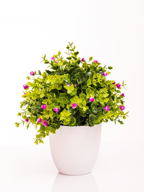 Download Plant Pot Images Free Vectors Stock Photos Psd Yellowimages Mockups