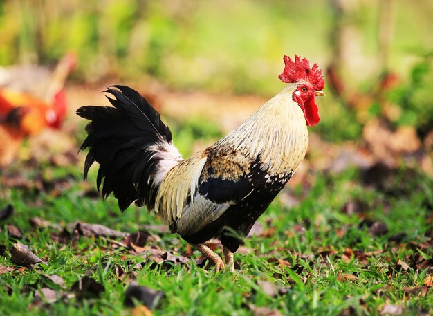 Premium Photo | Colourful rooster in nature