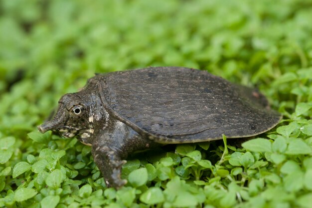 Premium Photo Common Asiatic Softshell Turtle