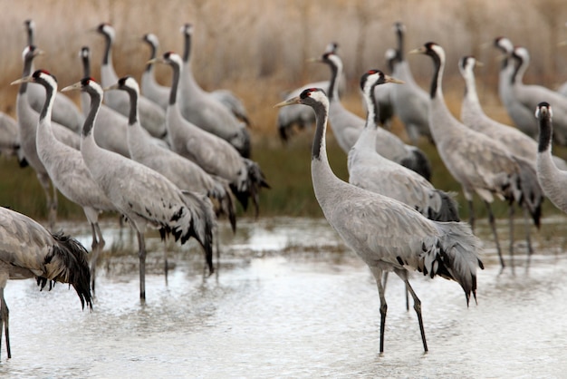 Premium Photo | Common crane in a wetland of central spain early in the ...