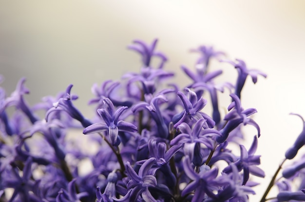 一般的なオランダの庭ヒヤシンス Hyacinthus Orientalis は閉じる ヒアシントスオリエンタリスマクロ花 宝石ヒヤシンス球根 Bokeh背景 ヒアシンススの白い花 無料の写真