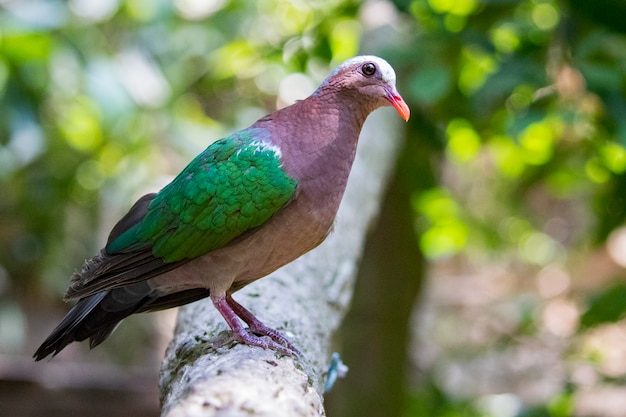 Common Emerald Dove Images 