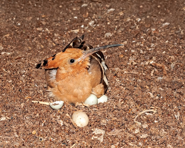 Premium Photo | A common hoopoe sitting on its eggs in the nest